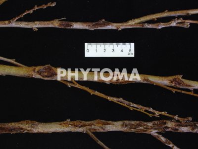 Xanthomonas arborícola pv. pruni